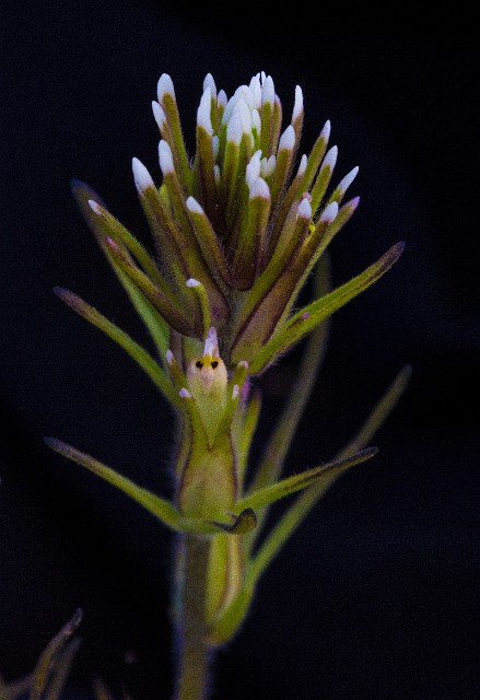 Orthocarpus attenuatus - Narrow Leaf Owl's Clover 14-7917_1.jpg